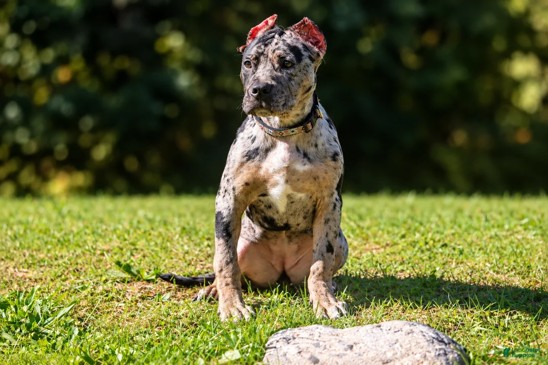 American Bully dogs for sale: ODYSSEY - Ad 2
