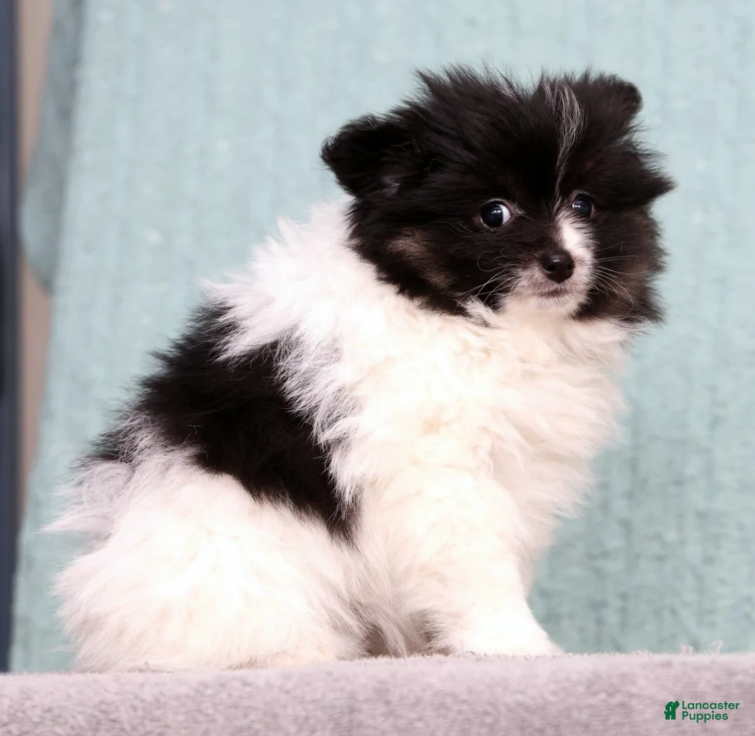 Pomeranian dogs for sale: Becca - Ad 2