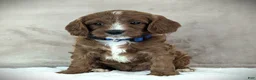 Cavapoo dogs for sale: Max - Ad 3