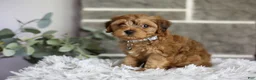 Yorkiepoo dogs for sale: Reggie - Ad 12