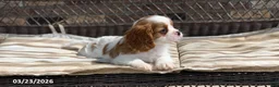 Cavalier King Charles Spaniel dogs for sale: Max - Ad 2