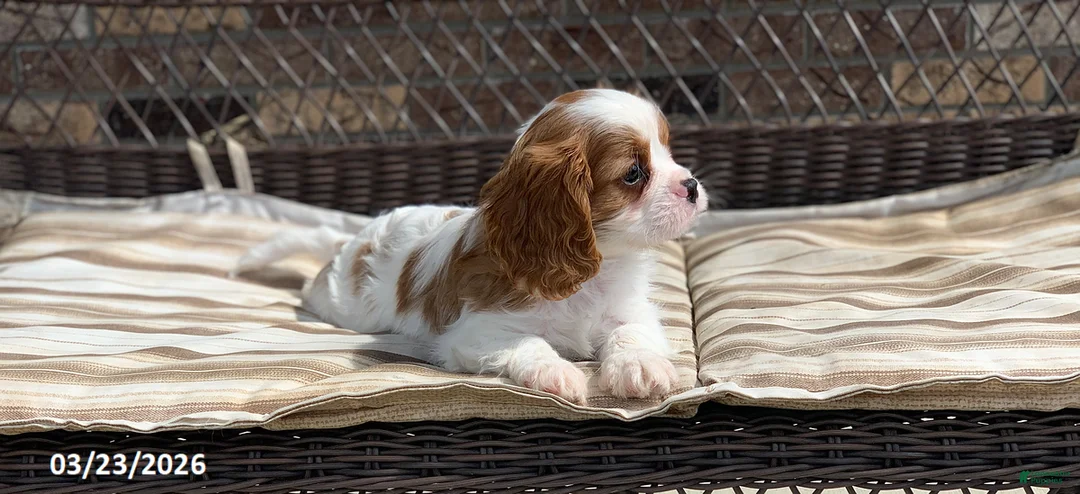 Cavalier King Charles Spaniel dogs for sale: Max - Ad 2