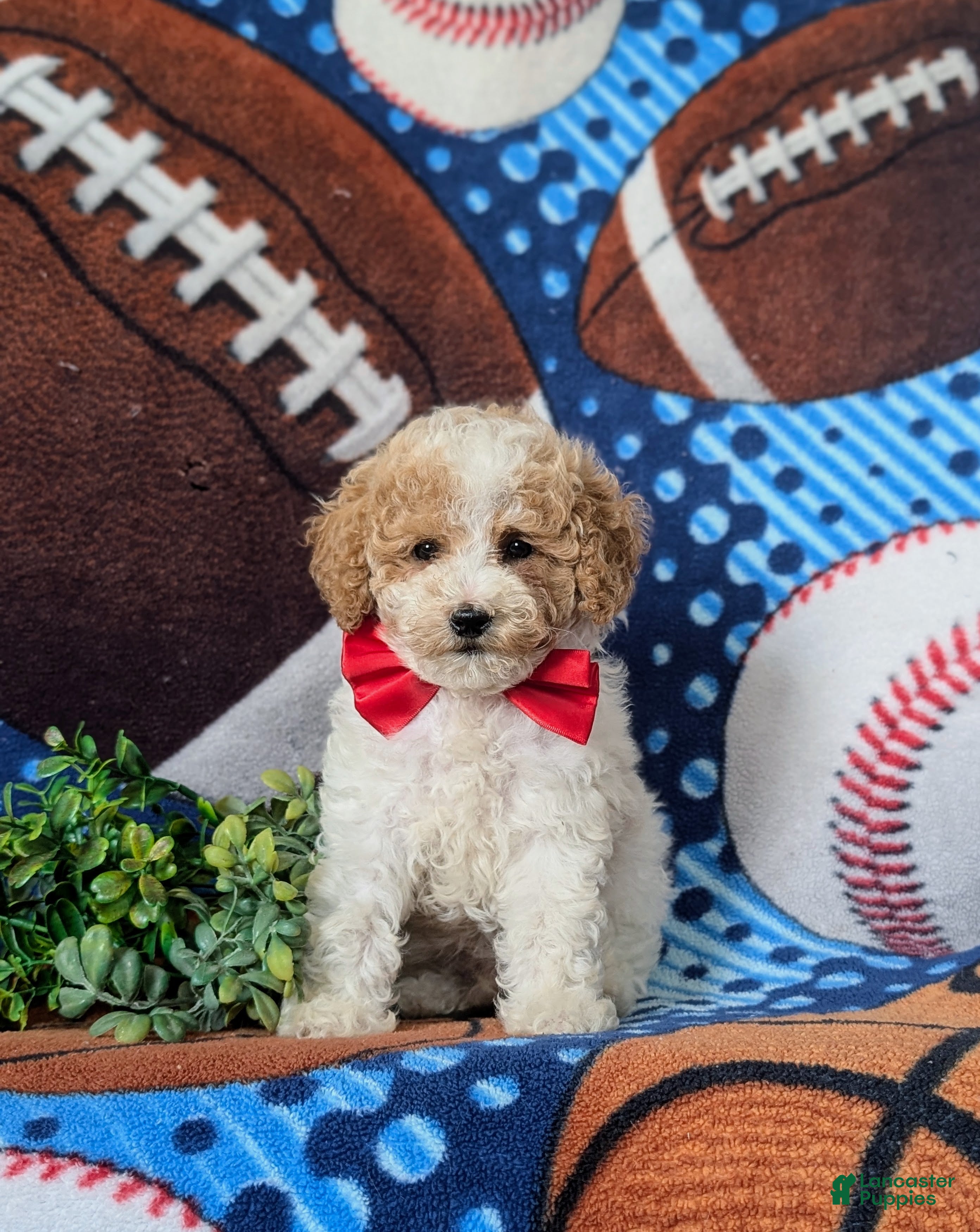 Toy Poodle dogs Sutherland - Ad 1