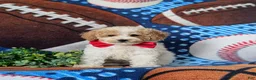 Toy Poodle dogs for sale: Sutherland - Ad 1