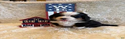 Bernese Mountain Dog dogs for sale: Dean - Ad 16