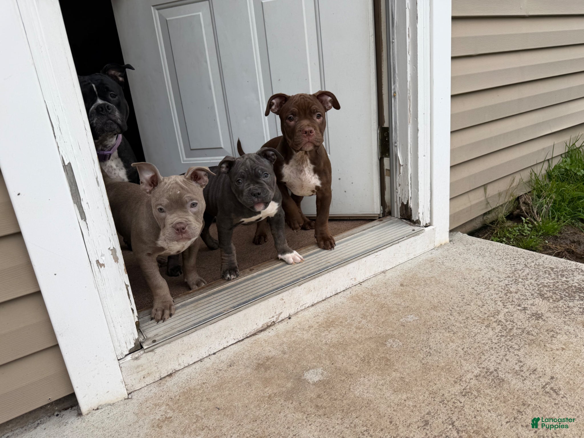Mixed Breed dogs for sale: Mixed Breed Puppy 4 - Ad 2