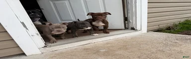 Mixed Breed Puppy 4
