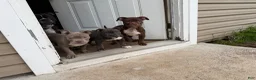 Mixed Breed dogs for sale: Mixed Breed Puppy 4 - Ad 1