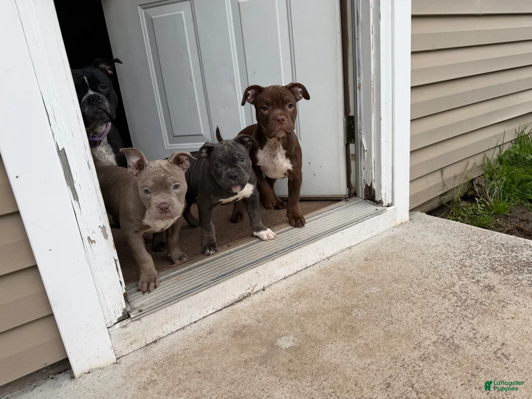 Mixed Breed dogs for sale: Mixed Breed Puppy 4 - Ad 1