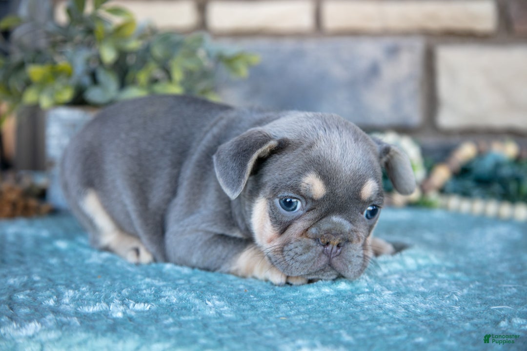 French Bulldog dogs for sale: Zander - Ad 2