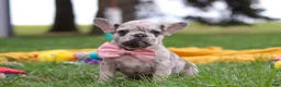 French Bulldog dogs for sale: Lottie - Ad 8