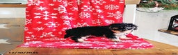 Mini Bernedoodle dogs for sale: Robin - Ad 7