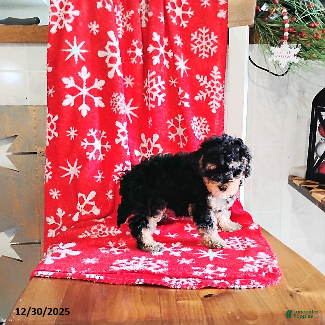 Mini Bernedoodle dogs for sale: Robin - Ad 7