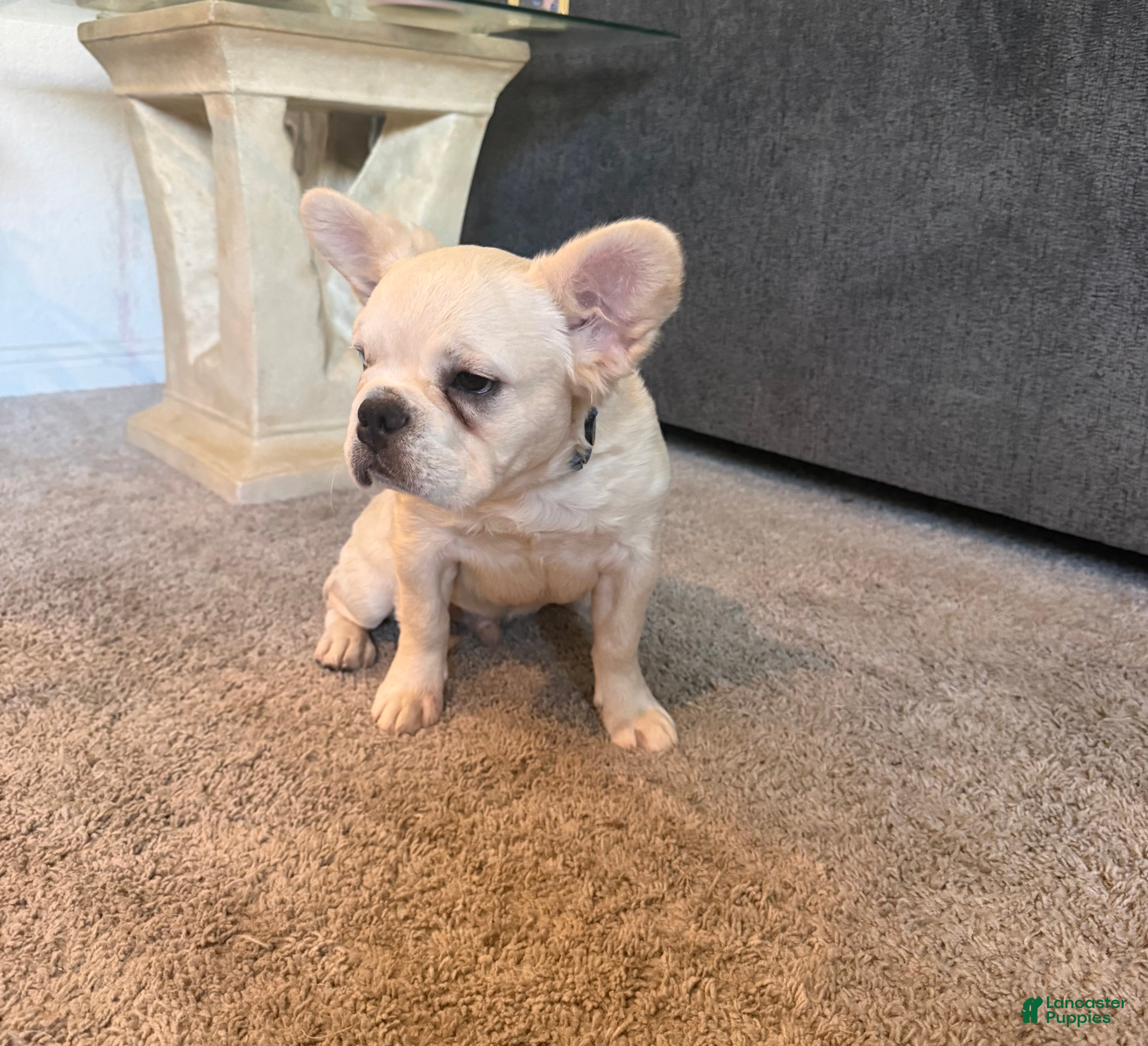 French Bulldog dogs Pluto- cream Merle 1 blue eye - Ad 2