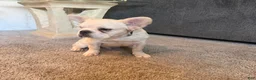 French Bulldog dogs for sale: Pluto- cream Merle 1 blue eye - Ad 2