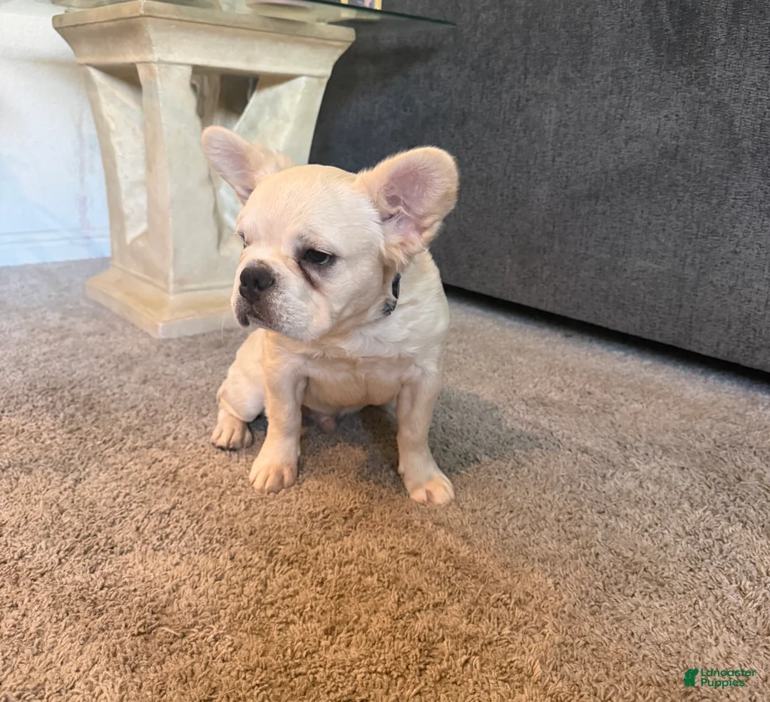 French Bulldog dogs for sale: Pluto- cream Merle 1 blue eye - Ad 2