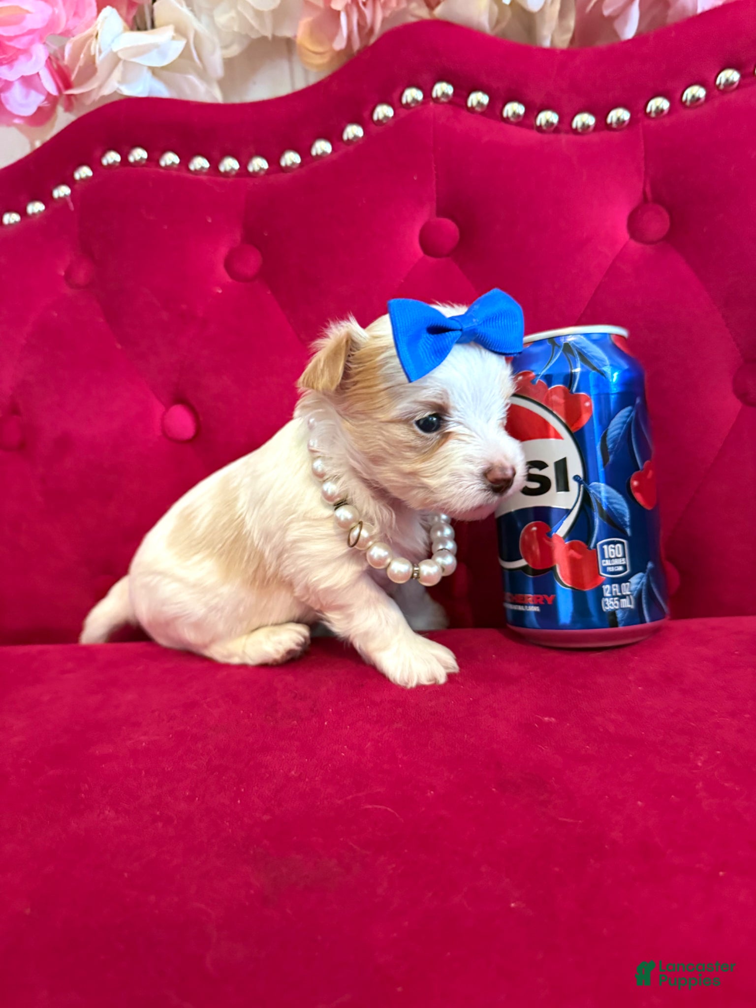 Yorkshire Terrier dogs Mango - Ad 1