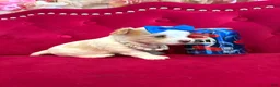 Yorkshire Terrier dogs for sale: Mango - Ad 1