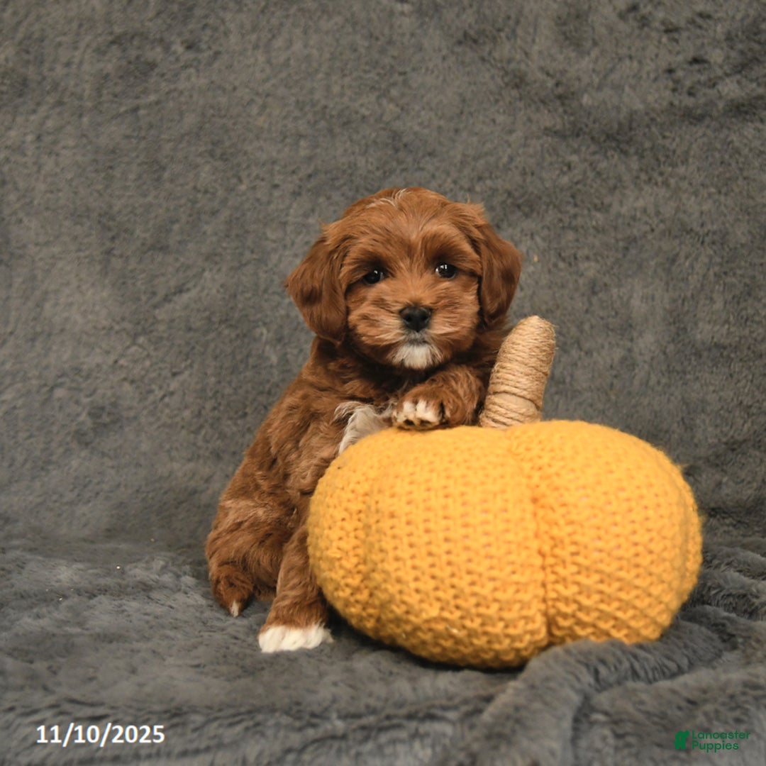 Maltipoo dogs for sale: Edgar - Ad 4