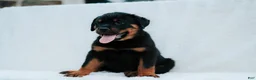 Rottweiler dogs for sale: Rottweiler 1 - Ad 3
