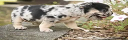 French Bulldog dogs for sale: Bella French Bulldog  - Ad 7