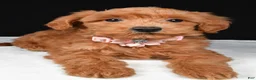 Mini Goldendoodle dogs for sale: Sheila F1B - Ad 3