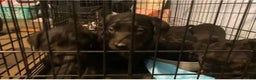 Labrador Retriever dogs for sale: Labrador Retriever Puppy 2 - Ad 1