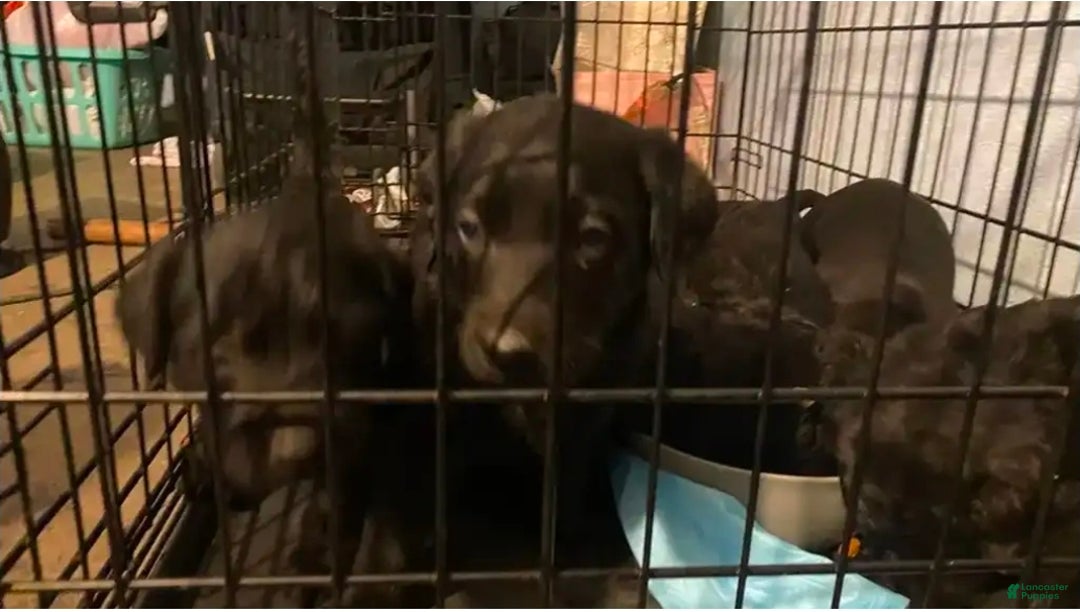 Labrador Retriever dogs for sale: Labrador Retriever Puppy 2 - Ad 1