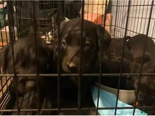 Labrador Retriever dogs Labrador Retriever Puppy 2 - Ad 6