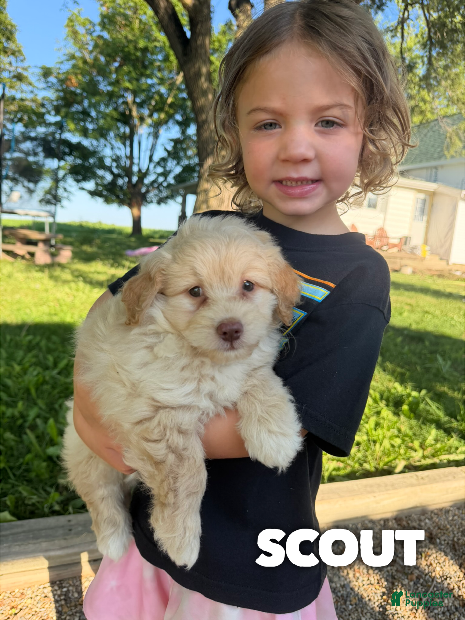 Mini Aussiedoodle dogs Scout - Micro Mini F1b - Ad 32