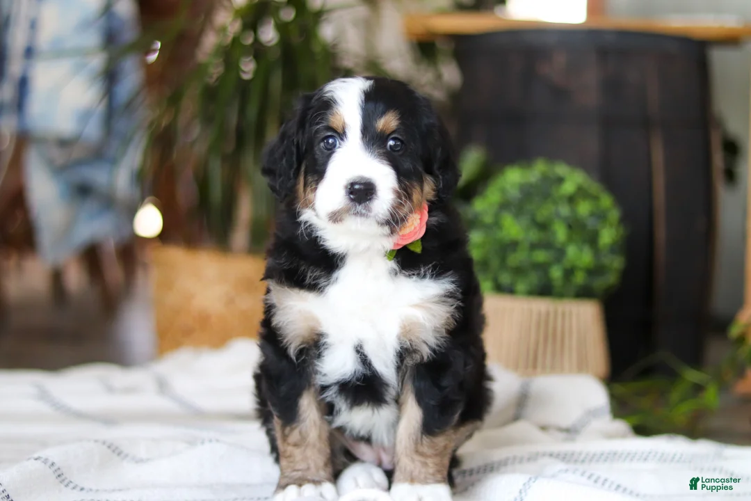 Bernedoodle dogs for sale: Iris - Ad 2