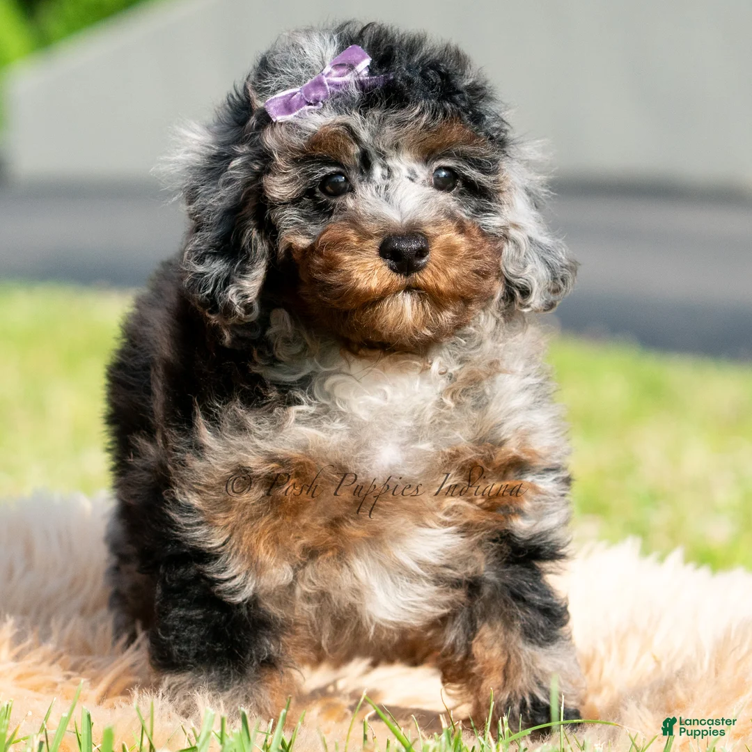 Toy Poodle dogs for sale: Sebastian - Ad 2