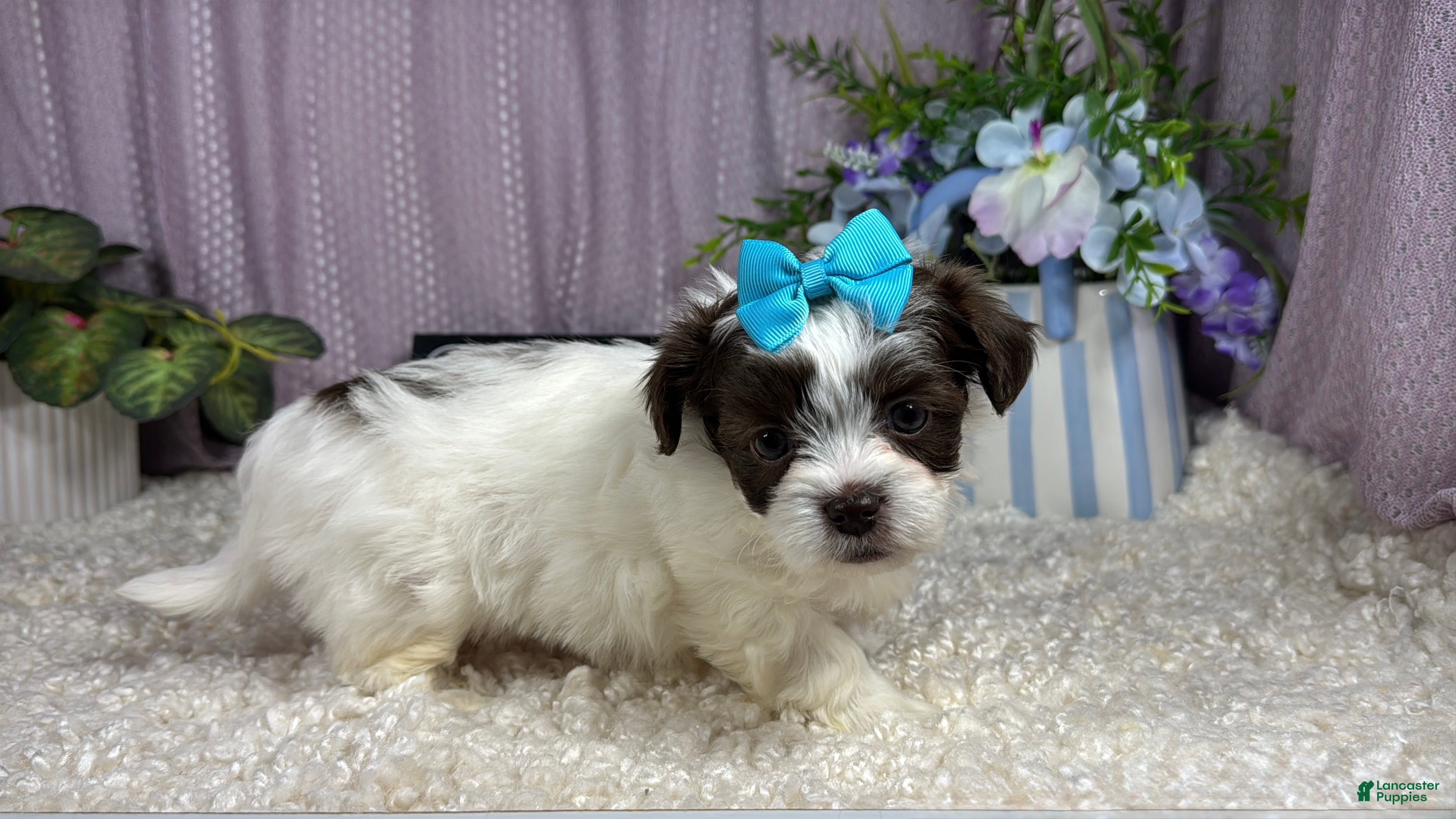 Shihpoo dogs Shihpoo 3 - Ad 11