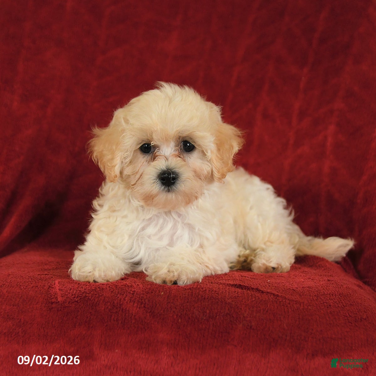 Maltipoo dogs Nichole - Ad 2