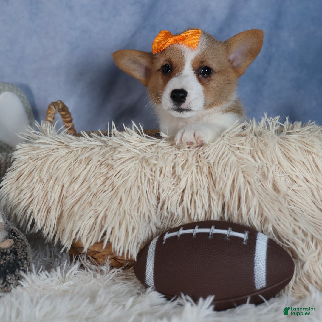 Welsh Corgi Pembroke dogs for sale: Duke - Ad 3