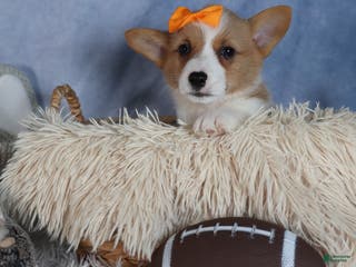 Welsh Corgi Pembroke dogs Duke - Ad 20