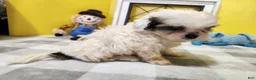 Teddy Bear dogs for sale: Crosby - Ad 6