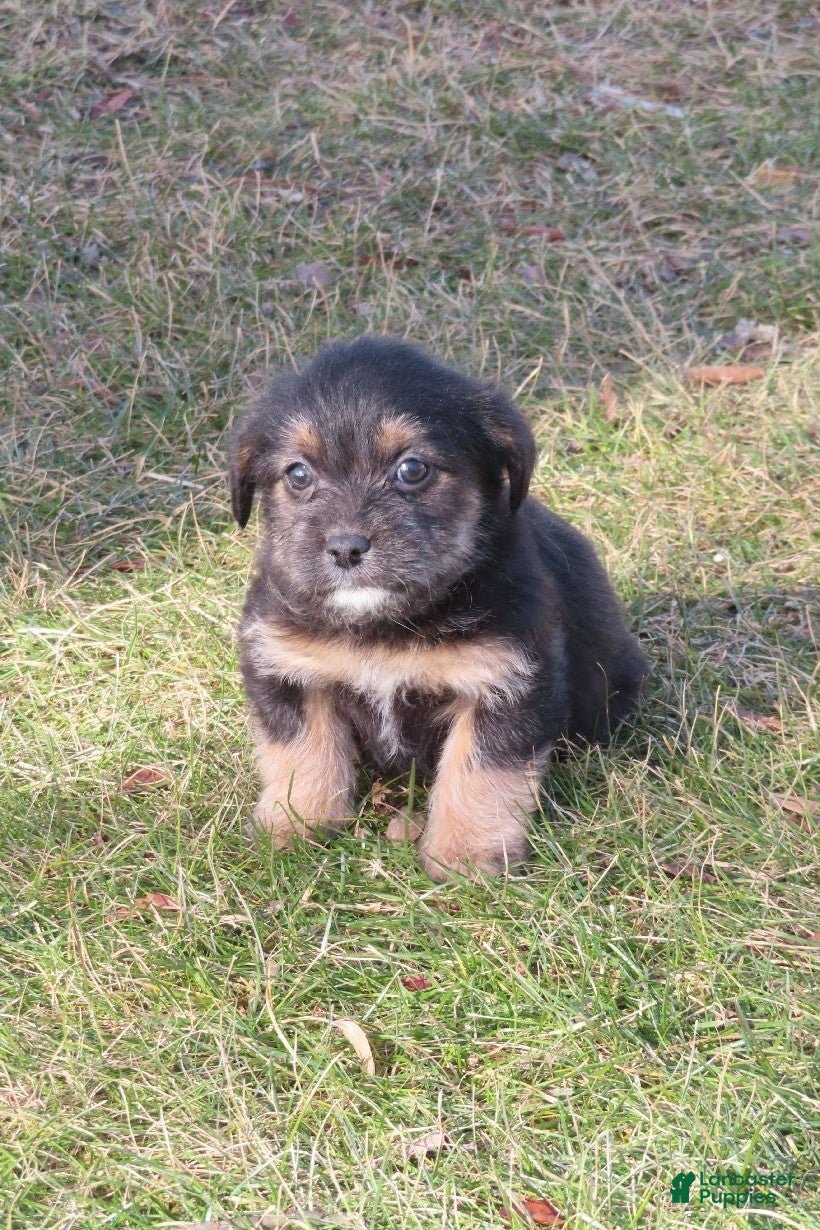 Mixed Breed dogs Toffy - Ad 36