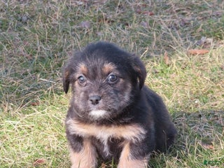 Mixed Breed dogs Toffy - Ad 36