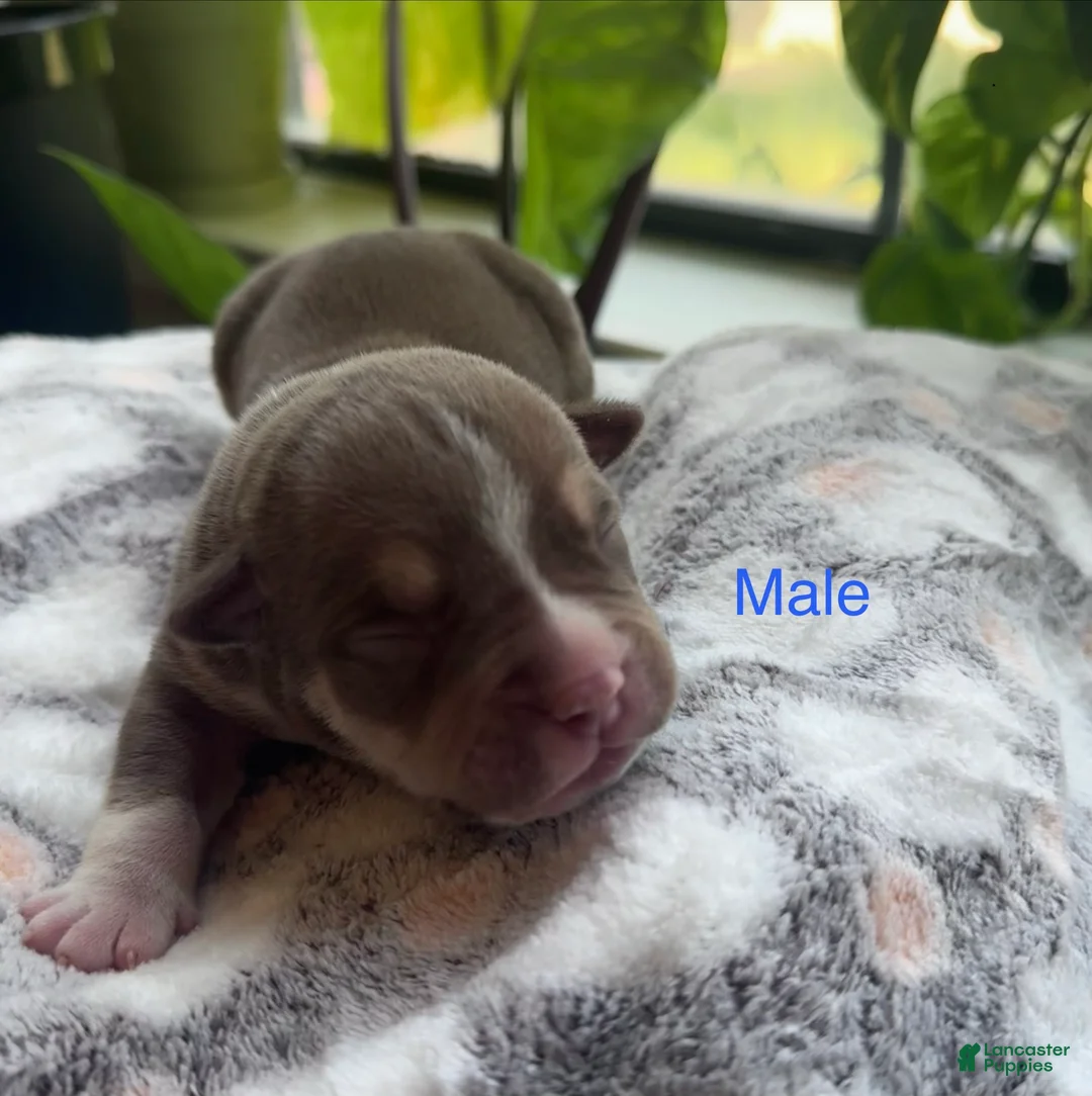American Bully dogs for sale: American Bully 4 - Ad 1