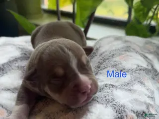 American Bully dogs Male 4 - Ad 9