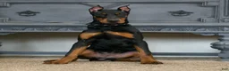 Doberman Pinscher dogs for sale: Rushka AKC European Doberman Pinscher HUGE - Ad 6
