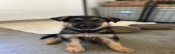 German Shepherd dogs for sale: Belle - Ad 11