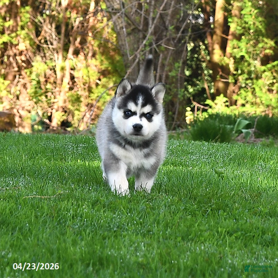 Pomsky dogs Rocket - Ad 1