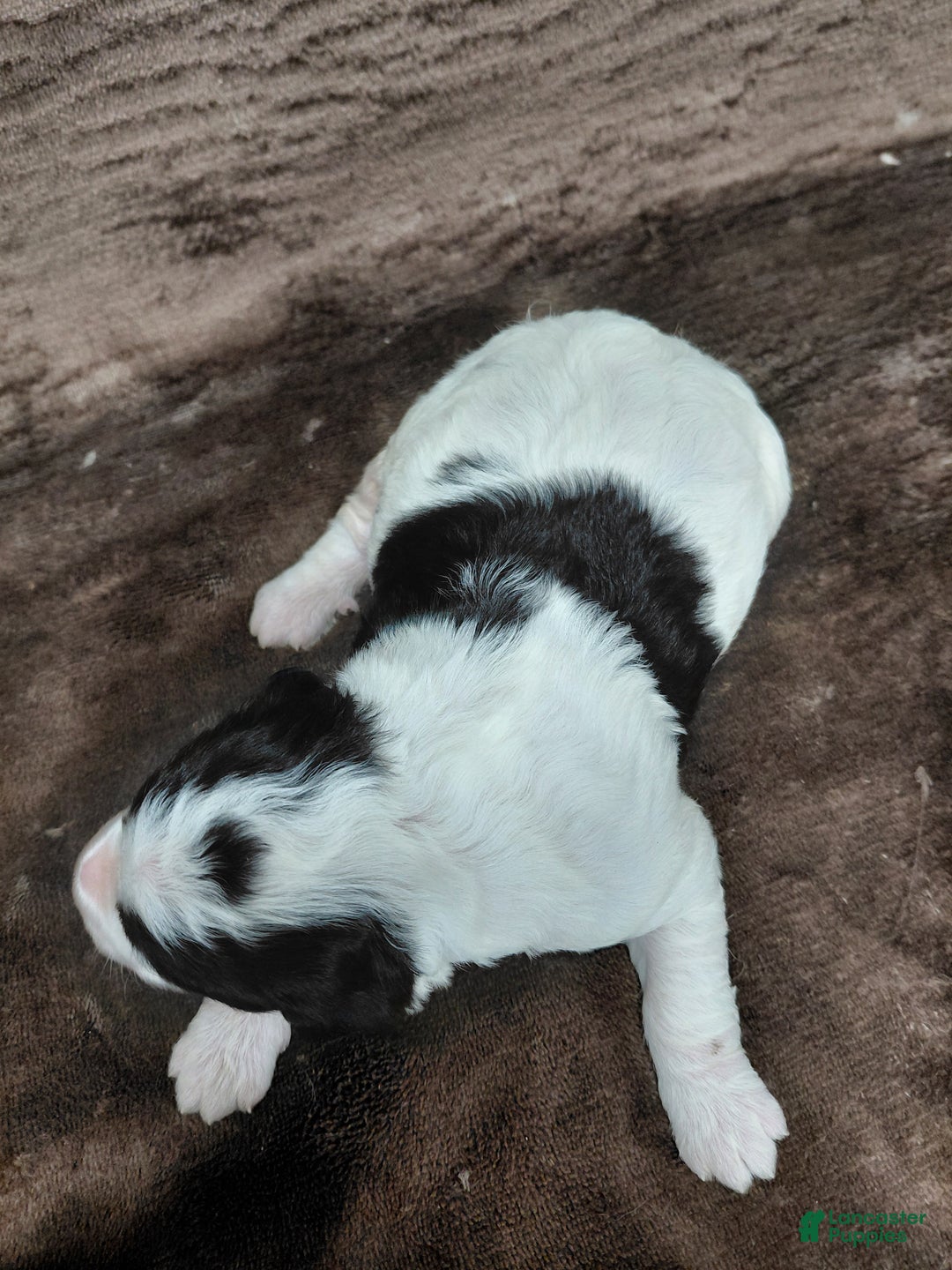 Bernedoodle dogs for sale: Bentley - Ad 3