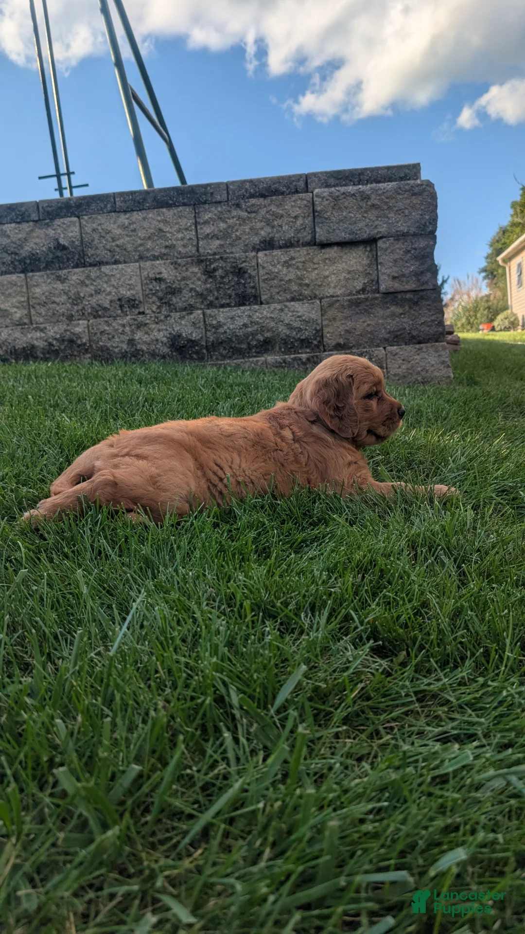 Golden Retriever dogs for sale: Chloe - Ad 1