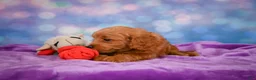 Mini Goldendoodle dogs for sale: REX - Ad 7