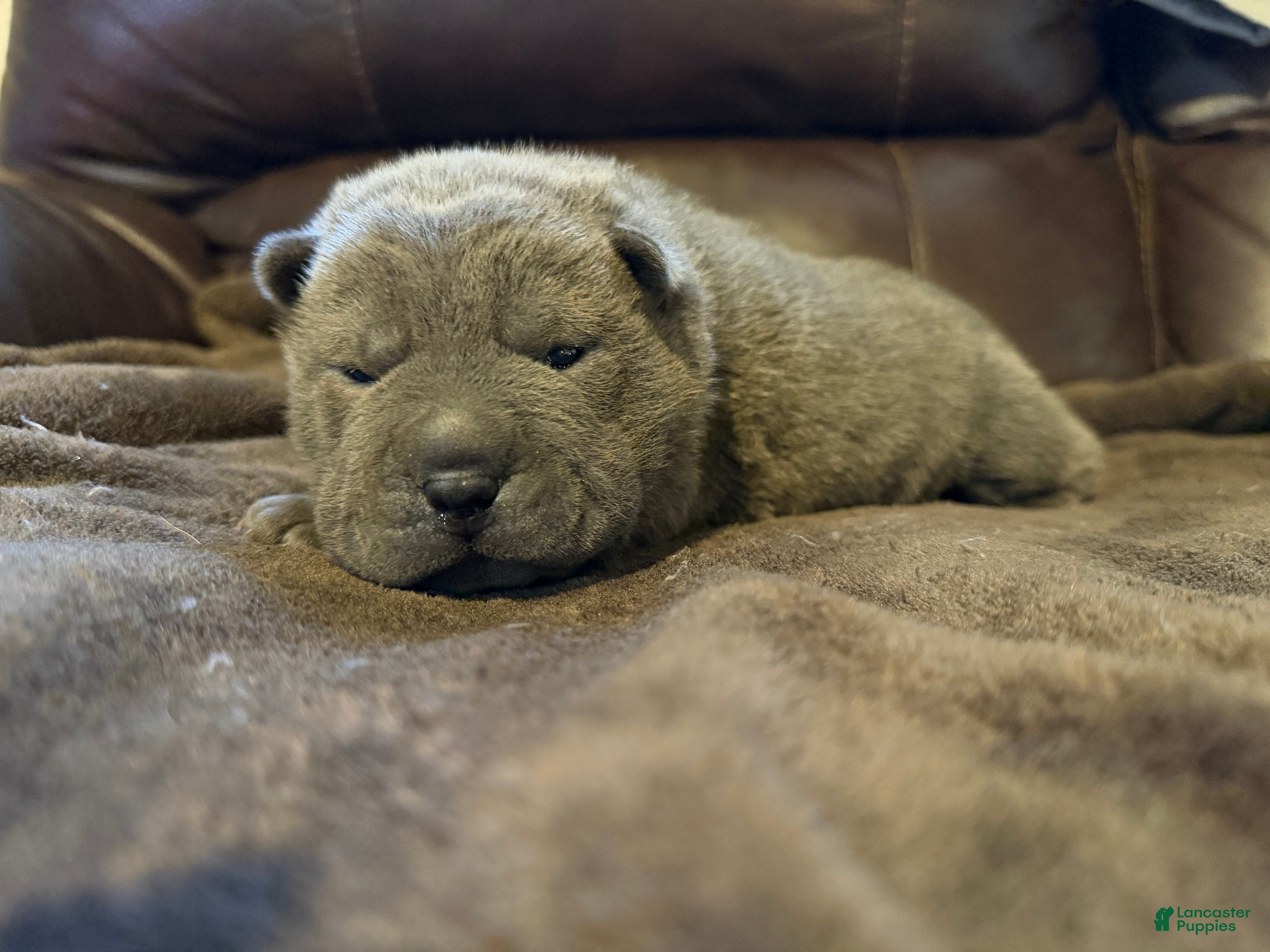 Shar Pei dogs Sully - Ad 11