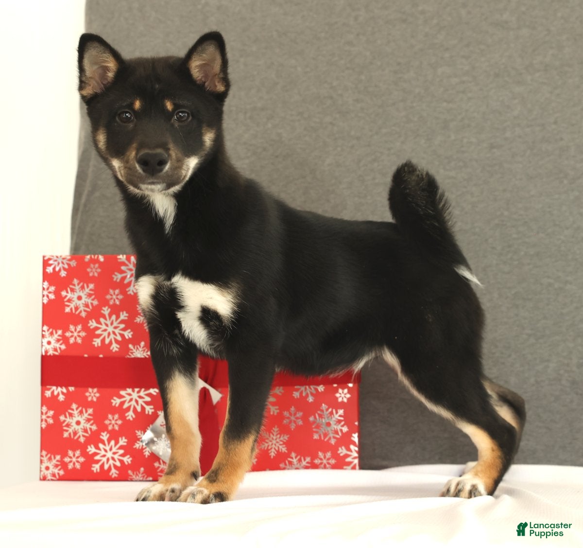 Shiba Inu dogs Ender - Ad 1