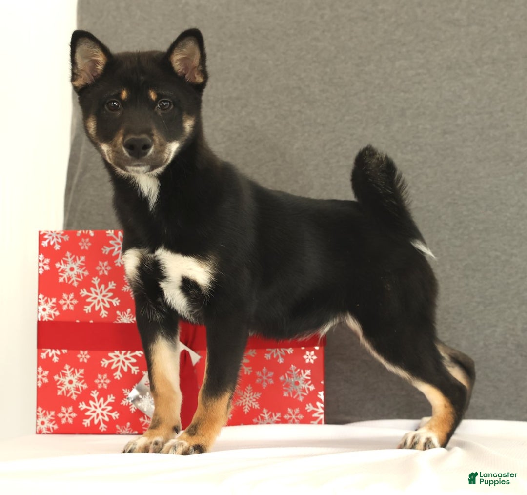 Shiba Inu dogs for sale: Ender - Ad 1